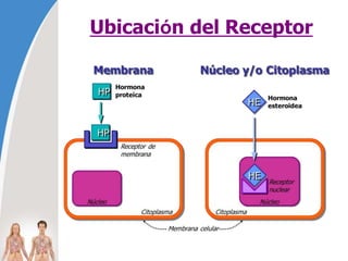 Ubicación del Receptor
 