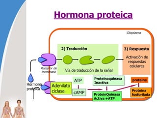 Hormona proteica
 