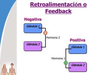 Retroalimentación o
Feedback
 