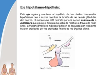 Eje hipotálamo-hipófisis:
Este eje regula y mantiene el equilibrio de los niveles hormonales
hipofisiarios que a su vez coordina la función de las demás glándulas
del cuerpo. El mecanismo está definido por una acción estimulante o
inhibidora que ejerce el hipotálamo sobre la hipófisis a través de horm
onas. Simultáneamente la hipófisis también es regulada por retroalime
ntación producida por los productos finales de los órganos diana.
 