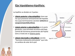 Eje hipotálamo-hipófisis:
La hipófisis se dividen en 3 partes:
• Lóbulo posterior o Neurohipófisis: tiene axo
nes que provienen directamente del hipotála
mo cuyas terminaciones secretan oxitocina o
vasopresina(antidiurético).
• Lobulo anterior o adenohipófisis: es la parte
glandular, cuya actividad secretora está bajo
control de hormonas provenientes del hipotá
lamo a través de un Sistema porta.
• Lóbulo intermedio o infundíbulo: secreta
“hormona melanocito estimulante” que indu
ce cambios de color de la piel.
 