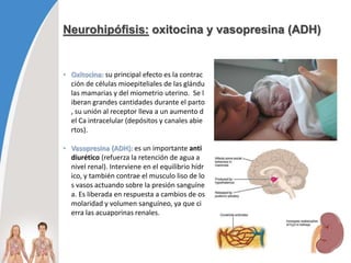Neurohipófisis: oxitocina y vasopresina (ADH)
• Oxitocina: su principal efecto es la contrac
ción de células mioepiteliales de las glándu
las mamarias y del miometrio uterino. Se l
iberan grandes cantidades durante el parto
, su unión al receptor lleva a un aumento d
el Ca intracelular (depósitos y canales abie
rtos).
• Vasopresina (ADH): es un importante anti
diurético (refuerza la retención de agua a
nivel renal). Interviene en el equilibrio hídr
ico, y también contrae el musculo liso de lo
s vasos actuando sobre la presión sanguíne
a. Es liberada en respuesta a cambios de os
molaridad y volumen sanguíneo, ya que ci
erra las acuaporinas renales.
 