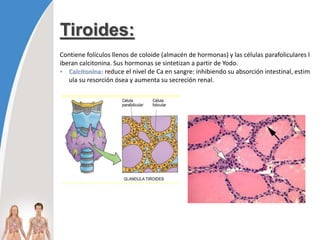Tiroides:
Contiene folículos llenos de coloide (almacén de hormonas) y las células parafoliculares l
iberan calcitonina. Sus hormonas se sintetizan a partir de Yodo.
• Calcitonina: reduce el nivel de Ca en sangre: inhibiendo su absorción intestinal, estim
ula su resorción ósea y aumenta su secreción renal.
 