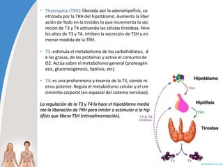• Tirotropina (TSH): liberada por la adenohipófisis, co
ntrolada por la TRH del hipotálamo. Aumenta la liber
ación de Yodo en la tiroides lo que incrementa la sec
reción de T3 y T4 activando las células tiroideas. Nive
les altos de T3 y T4, inhiben la secreción de TSH y en
menor medida de la TRH.
• T3: estimula el metabolismo de los carbohidratos, d
e las grasas, de las proteínas y activa el consumo de
O2. Actúa sobre el metabolismo general (proteogén
esis, gluconeogénesis, lipólisis, etc).
• T4: es una prohormona y reserva de la T3, siendo m
enos potente. Regula el metabolismo celular y el cre
cimiento corporal (en especial del sistema nervioso).
La regulación de la T3 y T4 la hace el hipotálamo media
nte la liberación de TRH para inhibir o estimular a la hip
ófisis que libera TSH (retroalimentación).
 