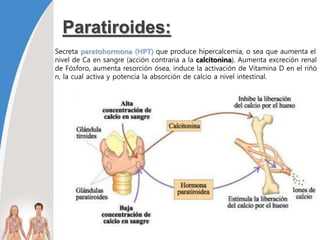 Paratiroides:
Secreta paratohormona (HPT) que produce hipercalcemia, o sea que aumenta el
nivel de Ca en sangre (acción contraria a la calcitonina). Aumenta excreción renal
de Fósforo, aumenta resorción ósea, induce la activación de Vitamina D en el riñó
n, la cual activa y potencia la absorción de calcio a nivel intestinal.
 