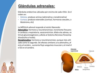 Glándulas adrenales:
Glándulas endocrinas ubicadas por encima de cada riñón. Se d
ividen en:
• Médula: produce aminas (adrenalina y noradrenalina)
• Corteza: produce esteroides (cortisol, hormonas sexuales, a
ldosterona, etc)
La MÉDULA adrenal responde al estrés liberando:
Adrenalina: hormona y neurotransmisor, incrementa frecuenc
ia cardiaca y respiratoria, vasoconstrictor, dilata vías aéreas, es
timula gluconeogénesis y afecta al Sistema Nervioso Parasimp
ático(lucha o huida).
Noradrenalina: hormona y neurotransmisor, aunque más utili
zado como lo segundo. De efectos similares a la adrenalina, af
ecta al cerebro , aumenta flujo sanguíneo muscular y el nivel d
e O2 en el cerebro.
 