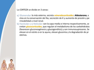 La CORTEZA se divide en 3 zonas:
a) Glomerular: la más externa, secreta mineralocorticoides: Aldosterona, a
ctúa en la conservación del Na, secreción de K y aumento de presión y pe
rmeabilidad a nivel renal.
b) Fascicular y c) Reticular: son la capa media e interna respectivamente, se
cretan glucocorticoides, que regulan el metabolismo de los carbohidratos
(favorecen gluconeogénesis y glucogenólisis) y son inmunosupresores. Se
elevan en el estrés o en la ayuna, elevan glucemia y la degradación de pr
oteínas.
 
