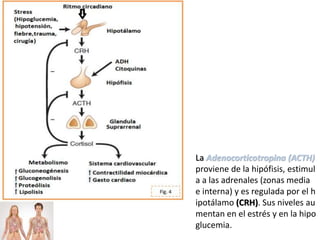 La Adenocorticotropina (ACTH)
proviene de la hipófisis, estimul
a a las adrenales (zonas media
e interna) y es regulada por el h
ipotálamo (CRH). Sus niveles au
mentan en el estrés y en la hipo
glucemia.
 