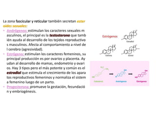 La zona fascicular y reticular también secretan ester
oides sexuales:
• Andrógenos: estimulan los caracteres sexuales m
asculinos, el principal es la que tamb
ién ayuda al desarrollo de los tejidos reproductivo
s masculinos. Afecta al comportamiento a nivel de
l cerebro (agresividad).
• Estrógeno: estimulan los caracteres femeninos, su
principal producción es por ovarios y placenta. Ay
udan al desarrollo de mamas, endometrio y ovari
os. Hay 3 tipos pero el más potente y común es el
que estimula el crecimiento de los apara
tos reproductivos femeninos y normaliza el sistem
a femenino luego de un parto.
• Progesterona: promueve la gestación, fecundació
n y embriogénesis.
 