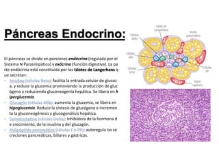 Páncreas Endocrino:
El páncreas se divide en porciones endócrina (regulada por el
Sistema N Parasimpático) y exócrina (función digestiva). La pa
rte endócrina está constituida por los Islotes de Langerhans q
ue secretan:
• Insulina (células Beta): facilita la entrada celular de glucos
a, y reduce la glucemia promoviendo la producción de gluc
ógeno y reduciendo gluconeogenia hepática. Se libera en h
iperglucemia.
• Glucagón (células Alfa): aumenta la glucemia, se libera en
hipoglucemia. Reduce la síntesis de glucógeno e incremen
ta la gluconeogénesis y glucogenólisis hepática.
• Somatostatina (células Delta): inhibidora de la hormona d
e crecimiento, de la insulina y del glucagón.
• Polipéptido pancreático (células F o PP): autoregula las se
creciones pancreáticas, biliares y gástricas.
 