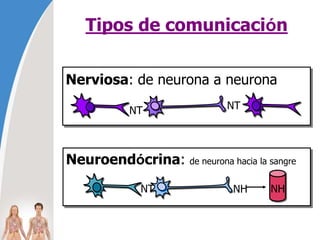 Tipos de comunicación
NT
NT
Nerviosa: de neurona a neurona
Neuroendócrina: de neurona hacia la sangre
NT NH NH
 