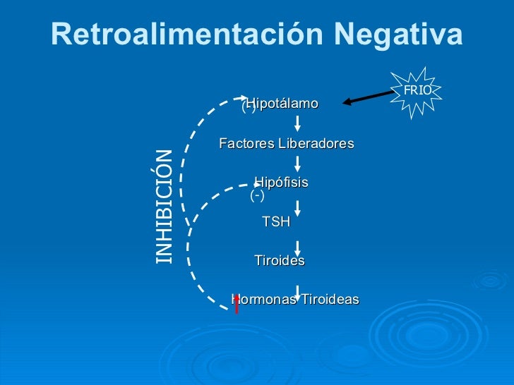 Breve guía de metabolismo aminoacidos