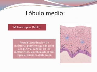 Lóbulo medio:
Melanotropina (MSH):




    Regula la producción de
melanina, pigmento que da color
  a la piel y al cabello, en los
melanocitos, las células de la piel
 especializadas en darle color.
 