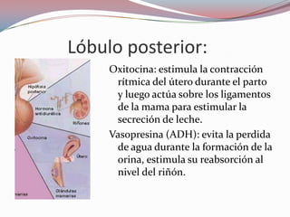 Lóbulo posterior:
     Oxitocina: estimula la contracción
      rítmica del útero durante el parto
      y luego actúa sobre los ligamentos
      de la mama para estimular la
      secreción de leche.
     Vasopresina (ADH): evita la perdida
      de agua durante la formación de la
      orina, estimula su reabsorción al
      nivel del riñón.
 