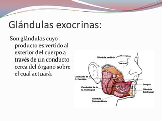 Glándulas exocrinas:
Son glándulas cuyo
  producto es vertido al
  exterior del cuerpo a
  través de un conducto
  cerca del órgano sobre
  el cual actuará.
 