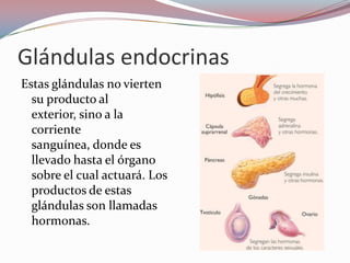 Glándulas endocrinas
Estas glándulas no vierten
  su producto al
  exterior, sino a la
  corriente
  sanguínea, donde es
  llevado hasta el órgano
  sobre el cual actuará. Los
  productos de estas
  glándulas son llamadas
  hormonas.
 