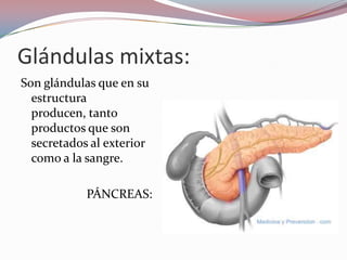 Glándulas mixtas:
Son glándulas que en su
  estructura
  producen, tanto
  productos que son
  secretados al exterior
  como a la sangre.

            PÁNCREAS:
 