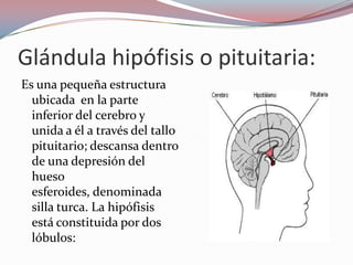 Glándula hipófisis o pituitaria:
Es una pequeña estructura
  ubicada en la parte
  inferior del cerebro y
  unida a él a través del tallo
  pituitario; descansa dentro
  de una depresión del
  hueso
  esferoides, denominada
  silla turca. La hipófisis
  está constituida por dos
  lóbulos:
 