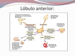 Lóbulo anterior:
 