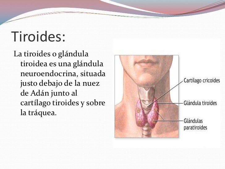 La máscara para los cabellos del huevo con la leche
