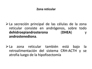 Sistema Endocrino Parte 2 