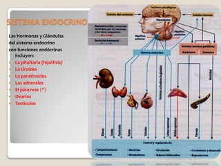 SISTEMA ENDOCRINO
Las Hormonas y Glándulas
del sistema endocrino
con funciones endócrinas
   incluyen:
 La pituitaria (hipófisis)
 La tiroides
 La paratiroides
 Las adrenales
 El páncreas (*)
 Ovarios
 Testículos
 