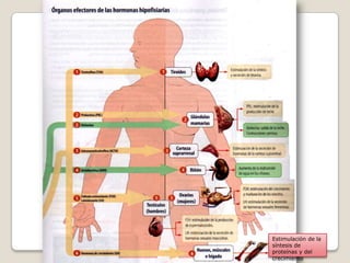 Estimulación de la
síntesis de
proteínas y del
crecimiento
 
