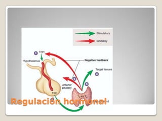 Regulación hormonal
 