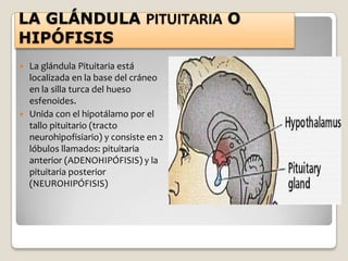 LA GLÁNDULA PITUITARIA O
HIPÓFISIS
   La glándula Pituitaria está
    localizada en la base del cráneo
    en la silla turca del hueso
    esfenoides.
   Unida con el hipotálamo por el
    tallo pituitario (tracto
    neurohipofisiario) y consiste en 2
    lóbulos llamados: pituitaria
    anterior (ADENOHIPÓFISIS) y la
    pituitaria posterior
    (NEUROHIPÓFISIS)
 