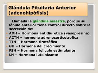 Glándula Pituitaria Anterior
 (adenohipófisis)
    Llamada la glándula maestra, porque su
  lóbulo anterior tiene control directo sobre la
  secreción de:
 ADH – Hormona antidiurética (vasopresina)
 ACTH – hormona adrenocorticotrofica
 TTH – Hormona tirotrófica
 GH – Hormona del crecimiento
 FSH – Hormona folículo estimulante
 LH – Hormona luteinizante
 