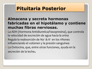 Pituitaria Posterior

   Almacena y secreta hormonas
    fabricadas en el hipotálamo y contiene
    muchas fibras nerviosas.
 La ADH (Hormona Antidiuretica/Vasopresina), que controla
  la velocidad de excreción de agua hacia la orina
 Regula la reabsorción de Na+ & K+ en los riñones
  influenciando el volúmen y la presión sanguínea
 La Oxitocina, que, entre otras funciones, ayuda en la
  secreción de la leche.
 