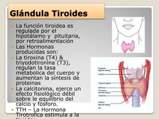Glándula Tiroides
   La función tiroidea es
    regulada por el
    hipotálamo y pituitaria,
    por retroalimentación
   Las Hormonas
    producidas son:
   La tiroxina (T4) &
    triyodotironina (T3),
    regulan la tasa
    metabolica del cuerpo y
    aumentan la síntesis de
    proteinas
   La calcitonina, ejerce un
    efecto fisiológico débil
    sobre le equilibrio del
    calcio y fósforo.
   TTH – La Hormona
    Tirotrofica estimula a la
 