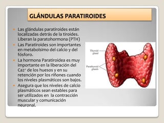 GLÁNDULAS PARATIROIDES
   Las glándulas paratiroides están
    localizadas detrás de la tiroides.
    Liberan la paratohormona (PTH)
   Las Paratiroides son importantes
    en metabolsimo del calcio y del
    fósforo.
   La hormona Paratiroidea es muy
    importante en la liberación del
    Ca2+ de los huesos y en su
    retención por los riñones cuando
    los niveles plasmáticos son bajos.
   Asegura que los niveles de calcio
    plasmáticos sean estables para
    ser utilizados en la contracción
    muscular y comunicación
    neuronal.
 
