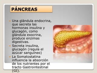 PÁNCREAS

 Una glándula endocrina,
  que secreta las
  hormonas insulina y
  glucagón, como
  glándula exocrina,
  produce enzimas
  digestivas.
 Secreta insulina,
  glucagón (regula el
  azúcar sanguíneo)
 La Somatostatina
  influencia la absorción
  de los nutrientes por el
  tracto Gastrointestinal
  (GI).
 