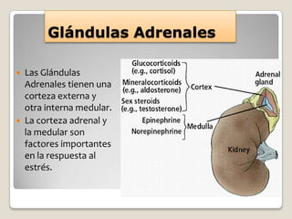 Glándulas Adrenales

 Las Glándulas
  Adrenales tienen una
  corteza externa y
  otra interna medular.
 La corteza adrenal y
  la medular son
  factores importantes
  en la respuesta al
  estrés.
 