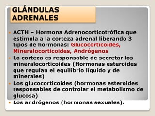 GLÁNDULAS
    ADRENALES

   ACTH – Hormona Adrenocorticotrófica que
    estimula a la corteza adrenal liberando 3
    tipos de hormonas: Glucocorticoides,
    Mineralocorticoides, Andrógenos
   La corteza es responsable de secretar los
    mineralocorticoides (Hormonas esteroides
    que regulan el equilibrio líquido y de
    minerales)
   Los glucocorticoides (hormonas esteroides
    responsables de controlar el metabolismo de
    glucosa)
   Los andrógenos (hormonas sexuales).
 