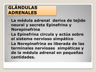 GLÁNDULAS
ADRENALES
 La médula adrenal deriva de tejido
  neural y secreta Epinefrina y
  Norepinefrina
 La Epinefrina circula y actúa sobre
  el sistema nervioso simpático
 La Norepinefrina es liberada de las
  terminales nerviosas simpáticas y
  de la médula adrenal en pequeñas
  cantidades.
 