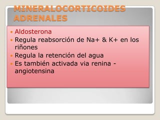 MINERALOCORTICOIDES
    ADRENALES
 Aldosterona
 Regula reabsorción de Na+ & K+ en los
  riñones
 Regula la retención del agua
 Es también activada via renina -
  angiotensina
 