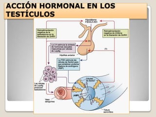 ACCIÓN HORMONAL EN LOS
TESTÍCULOS
 
