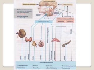 Sistema endocrino PPT Cuarto año Medio