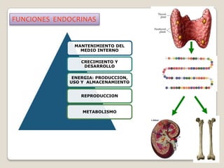 FUNCIONES ENDOCRINAS


              MANTENIMIENTO DEL
                MEDIO INTERNO

                 CRECIMIENTO Y
                  DESARROLLO

              ENERGIA: PRODUCCION,
             USO Y ALMACENAMIENTO


                 REPRODUCCION


                 METABOLISMO
 