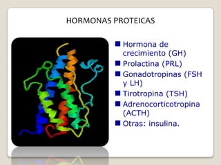 HORMONAS PROTEICAS

          Hormona de
           crecimiento (GH)
          Prolactina (PRL)
          Gonadotropinas (FSH
           y LH)
          Tirotropina (TSH)
          Adrenocorticotropina
           (ACTH)
          Otras: insulina.
 