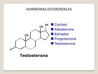 HORMONAS ESTEROIDALES



                Cortisol
                Aldosterona
                Estradiol
                Progesterona
                Testosterona


Testosterona
 