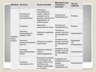 Glándula Hormona Acción principal
Mecanismo que
controla su
secreción
Tipo de
molécula
Hormona de
crecimiento
(somatotropina)
Estimula el
crecimiento del
hueso, inhibe la
oxidación de la
glucosa, promueve la
degradación de
ácidos grasos
Hormona (s)
hipotalámica (s)
Proteína
Prolactina
Estimula la
producción de leche
Hormona (s)
hipotalámica (s)
Proteína
Hormona
estimuladora de
tiroides (TSH)
Estimula la glándula
tiroides
Tiroxina en
sangre; hormona
(s) hipotalámica
(s)
Glucoproteína
Hormona
adrenocorticotrófica
(ACTH)
Estimula la corteza
suprarrenal
Cortisona en la
sangre; hormona
(s) hipotalámica
(s)
Polipéptido
(39
aminoácidos)
Hormona
foliculoestimulante
(FSH)*
Estimula al folículo
ovárico,
espermatogénesis
Estrógeno en la
sangre; hormona
(s) hipotalámica
(s)
Glucoproteína
Hipófisis,
lóbulo
anterior
Hormona
luteinizante (LH)
Estimula la ovulación
y la formación del
cuerpo lúteo en las
hembras y las
células intersticiales
en el macho
Progesterona o
testosterona en la
sangre;
hormona(s)
hipotalámica (s)
Glucoproteína
 