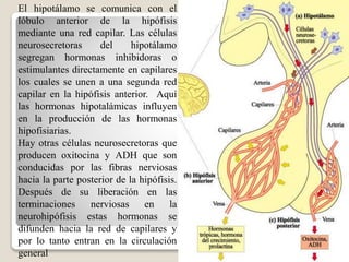 El hipotálamo se comunica con el
lóbulo anterior de la hipófisis
mediante una red capilar. Las células
neurosecretoras del hipotálamo
segregan hormonas inhibidoras o
estimulantes directamente en capilares
los cuales se unen a una segunda red
capilar en la hipófisis anterior. Aquí
las hormonas hipotalámicas influyen
en la producción de las hormonas
hipofisiarias.
Hay otras células neurosecretoras que
producen oxitocina y ADH que son
conducidas por las fibras nerviosas
hacia la parte posterior de la hipófisis.
Después de su liberación en las
terminaciones nerviosas en la
neurohipófisis estas hormonas se
difunden hacia la red de capilares y
por lo tanto entran en la circulación
general
 