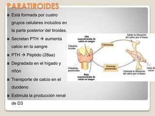 PARATIROIDES
Está formada por cuatro
grupos celulares incluidos en
la parte posterior del tiroides.
Secretan PTH  aumenta
calcio en la sangre
PTH  Péptido (28aa)
Degradada en el hígado y
riñón
Transporte de calcio en el
duodeno
Estimula la producción renal
de D3
 