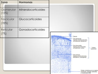 Zona Hormonas
Glomerular
(15%)
Mineralocorticoides
Fascicular
(78%)
Glucocorticoides
Reticular
(7%)
Gonadocorticoides
 