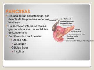PANCREAS
• Situado detrás del estómago, por
delante de las primeras vértebras
lumbares.
• Su secreción interna se realiza
gracias a la acción de los Islotes
de Langerhans
• Se diferencian en 2 células:
◦ Células Alfa
 Glucagon
◦ Células Beta
 Insulina
 