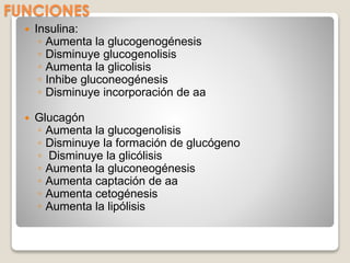FUNCIONES
 Insulina:
◦ Aumenta la glucogenogénesis
◦ Disminuye glucogenolisis
◦ Aumenta la glicolisis
◦ Inhibe gluconeogénesis
◦ Disminuye incorporación de aa
 Glucagón
◦ Aumenta la glucogenolisis
◦ Disminuye la formación de glucógeno
◦ Disminuye la glicólisis
◦ Aumenta la gluconeogénesis
◦ Aumenta captación de aa
◦ Aumenta cetogénesis
◦ Aumenta la lipólisis
 