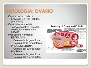 HISTOLOGIA: OVARIO
 Capa externa: corteza
◦ Folículos – ovulo (células
granulosa)
 Capa interna: médula
◦ Tejido conectivo (hilo del
ovario, los vasos y los
nervios)
 Producción Hormonal
◦ ESTRADIOL
 Células de la granulosa
 Células de la teca interna
◦ PROGESTERONA
 Células del cuerpo luteo
◦ INHIBINA
 Células de la granulosa
 Células del cuerpo luteo
 